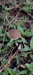 Entoloma conferendum