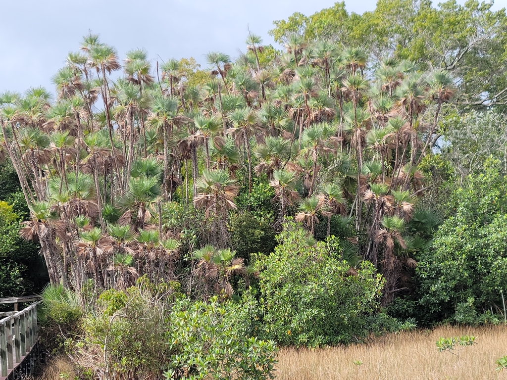Everglades palm