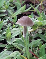 Entoloma conferendum