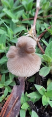 Entoloma conferendum