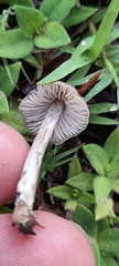 Entoloma conferendum
