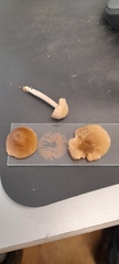 Entoloma conferendum