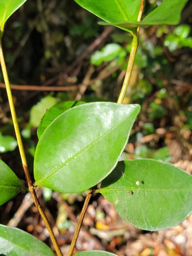 Image of Calyptranthes zuzygium by (c) Jay Horn, some rights reserved (CC BY)