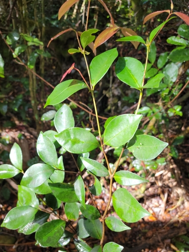 Image of Calyptranthes zuzygium by (c) Jay Horn, some rights reserved (CC BY)