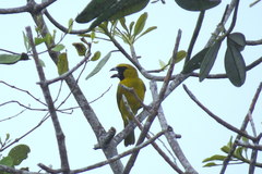Caryothraustes canadensis