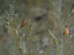 Cystiscus minutissimus