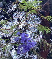 Jacaranda mimosifolia