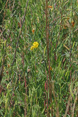 Oenothera elata hirsutissima