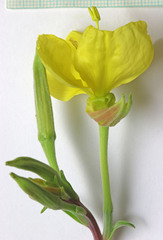 Oenothera elata hirsutissima