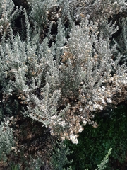 Diplostephium barclayanum