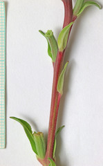 Oenothera elata hirsutissima