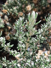 Diplostephium barclayanum