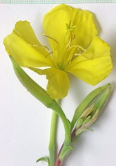 Oenothera elata hirsutissima
