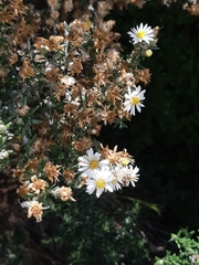 Diplostephium barclayanum