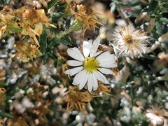 Diplostephium barclayanum