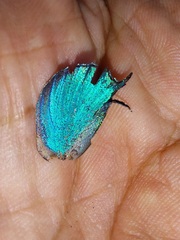 Arcas imperialis