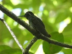 Lampornis castaneoventris