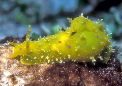 Stylocheilus longicauda