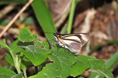 Vettius phyllus