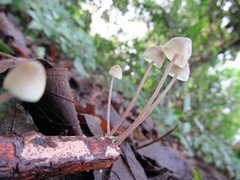 Mycena galericulata
