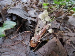 Mycena galericulata
