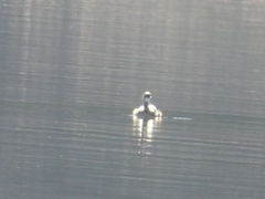 Podiceps auritus