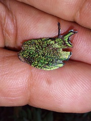 Arcas imperialis