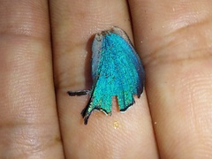 Arcas imperialis