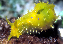 Stylocheilus longicauda