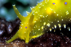 Stylocheilus longicauda