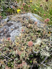 Acaena anserinifolia