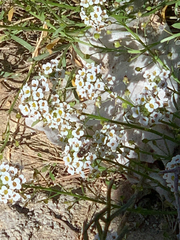 Lobularia maritima