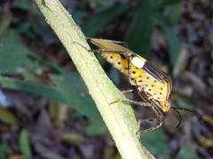 Hypselonotus subterpunctatus