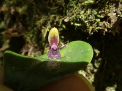 Pleurothallis rhodoglossa