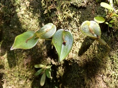 Pleurothallis rhodoglossa