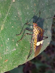 Hypselonotus subterpunctatus