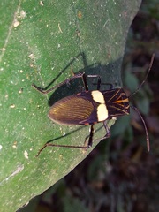 Hypselonotus subterpunctatus