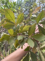 Pseudopanax discolor