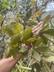 Pseudopanax discolor