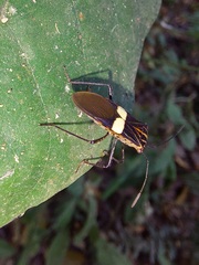 Hypselonotus subterpunctatus