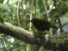 Hafferia zeledoni