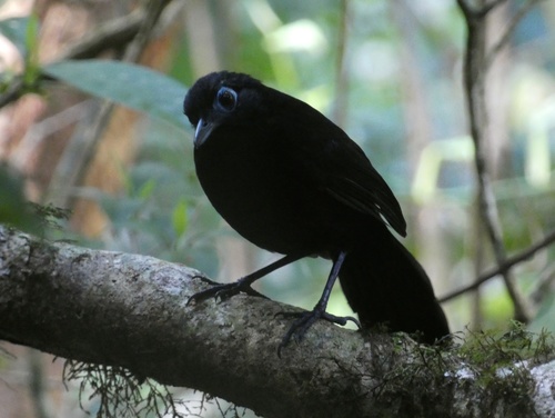 Zeledon's Antbird (Hafferia zeledoni), photo 5