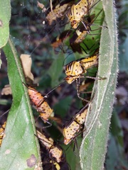 Hypselonotus subterpunctatus