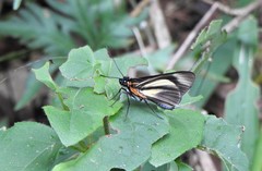 Vettius phyllus