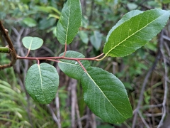 Salix pyrifolia