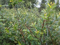 Salix pyrifolia