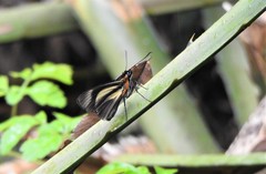 Vettius phyllus