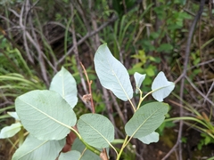 Salix pyrifolia
