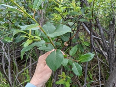 Salix pyrifolia