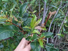Salix pyrifolia